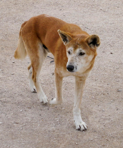 Vangkooien voor honden