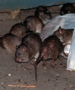 Rattenbestrijding